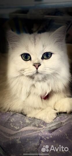 Серебристая шиншилла вязка