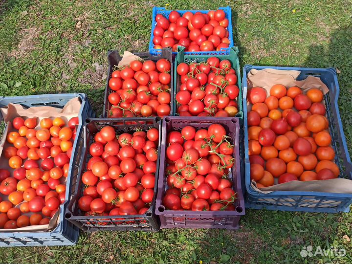 Помидоры