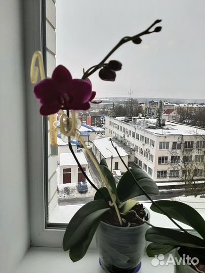 Орхидея в горшке