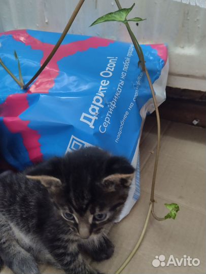 Кошка в дар