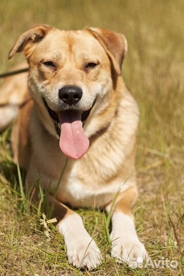 Проживают жизнь в приюте