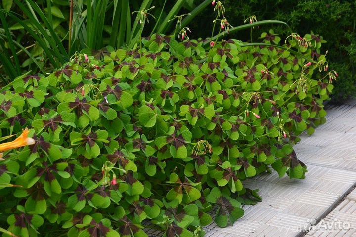 Оксалис Деппе