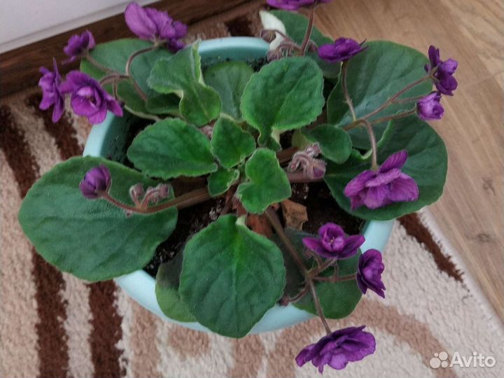 Сортовые фиалки