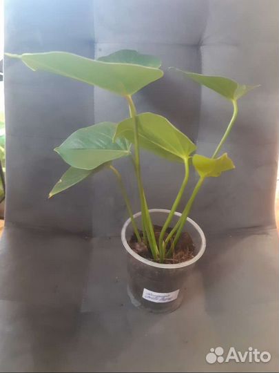 Антуриум бейби пурпл