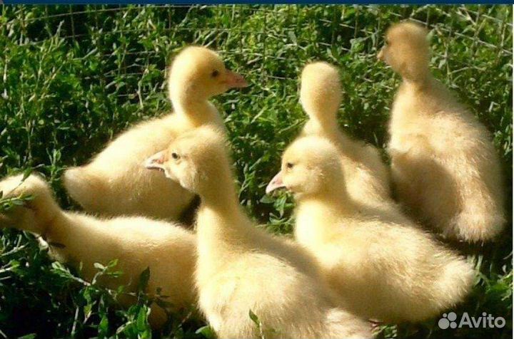 Гусята линда(Башкирия)