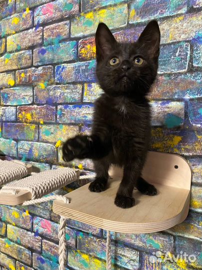 Котенок девочка