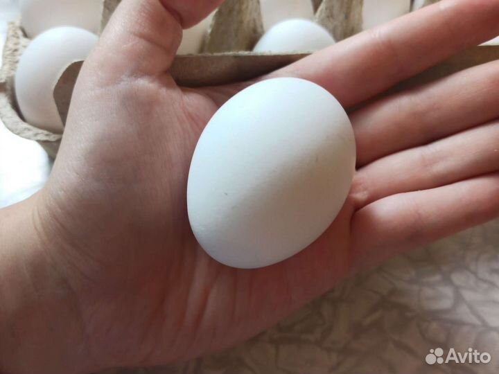 Домашние куриные яйца