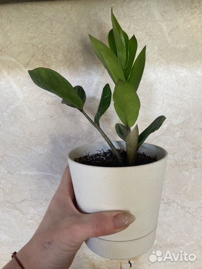 Замиокулькас