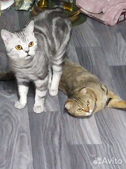 Кот вязка