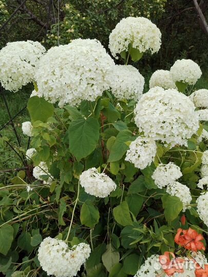 Гортензия белая, большой цветущий куст