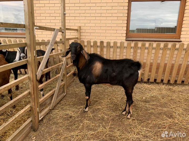 Англо нубийский козел