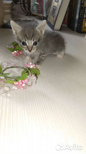 Котята в добрые руки 2 месяц