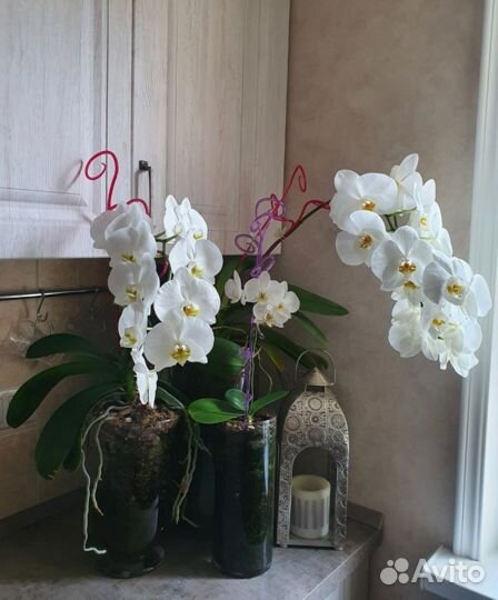 Стеклянные колбы для орхидей