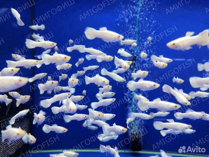 Гуппи Белый снег (Guppy white snow) самцы