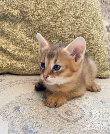 Кошка чаузи ф1