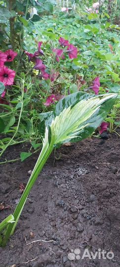 Хоста Colored Hulk