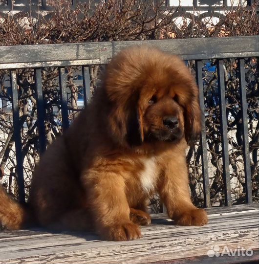 Тибетский мастиф