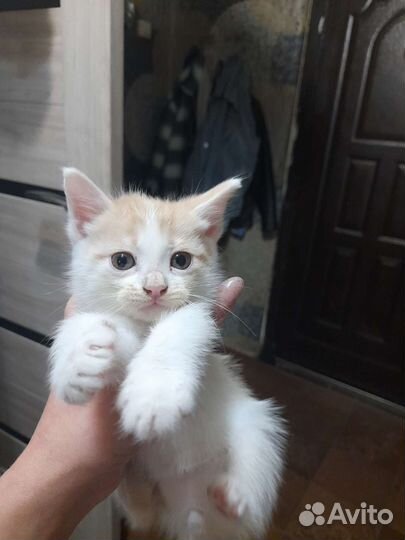 Кошки бесплатно