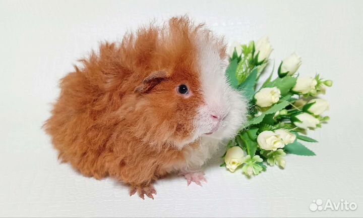 Морская свинка альпака