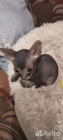 Донской сфинкс