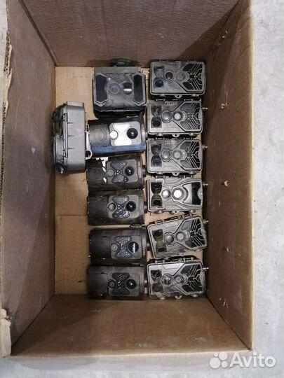 Фото ловушки