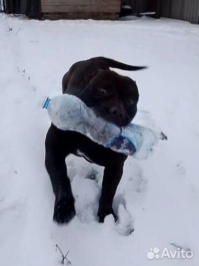 Кобель американского булли вязка, продажа