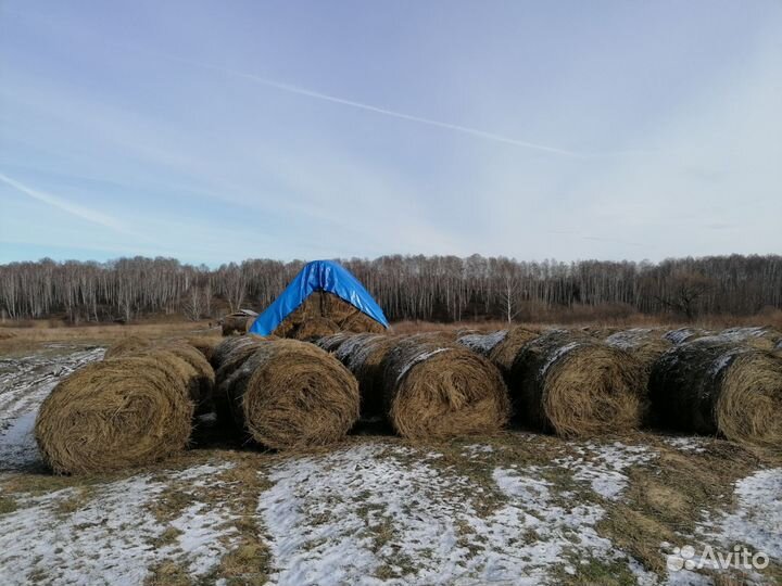 Продаю сено в рулонах 2024 год. Доставка. Обмен