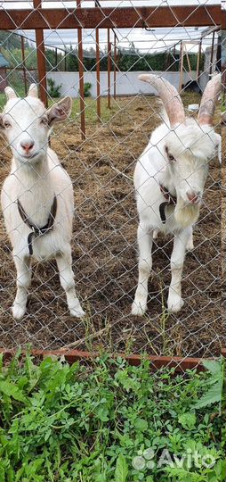 Продаем козлят и коз зааненских и альпийских