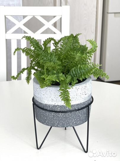 Папоротники грин леди,блю бел,грин фэнтази