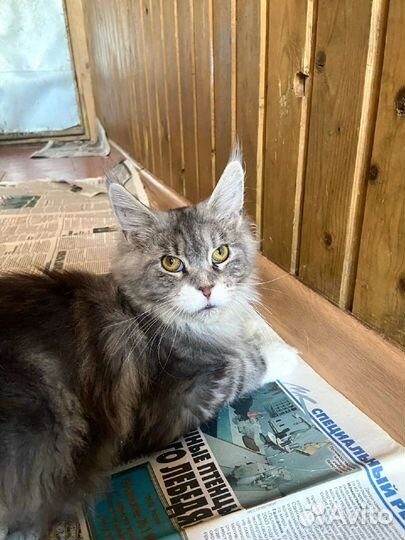 Мейн-куны мать, сын и их собака ищут дом