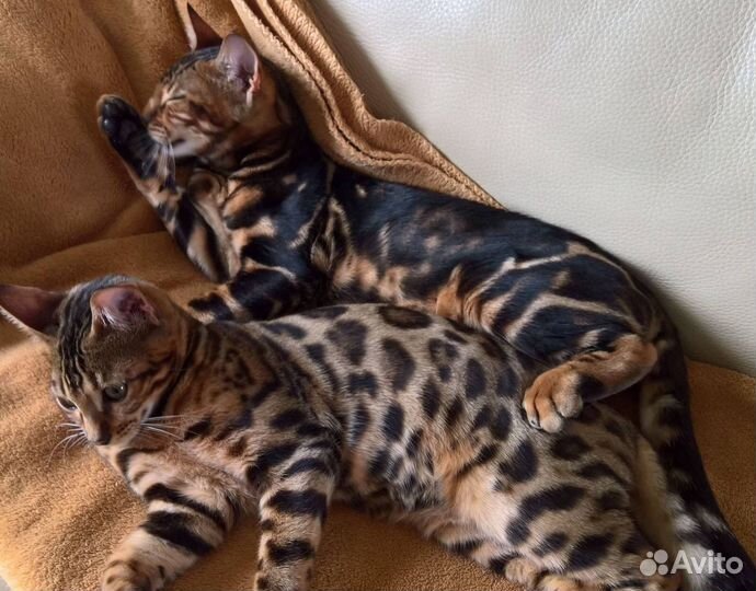 Бенгальская кошка