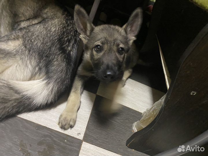 Щенок в добрые руки бесплатно