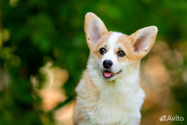 Вельш-корги пемброк