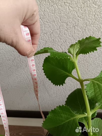 Плектрантус мята