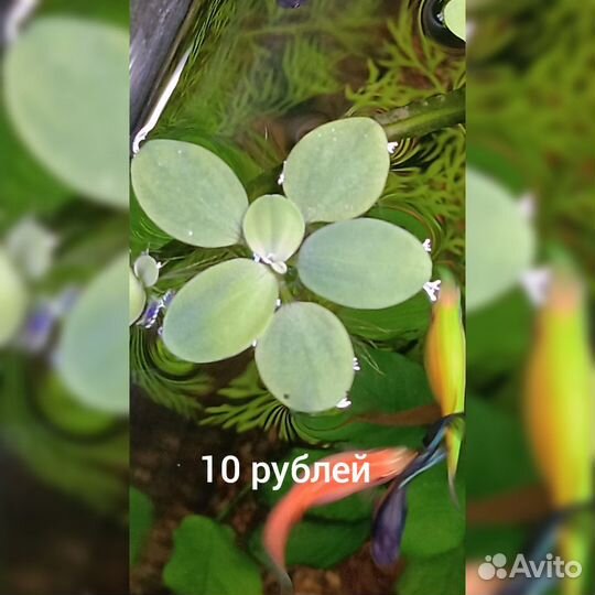 Растения пистия