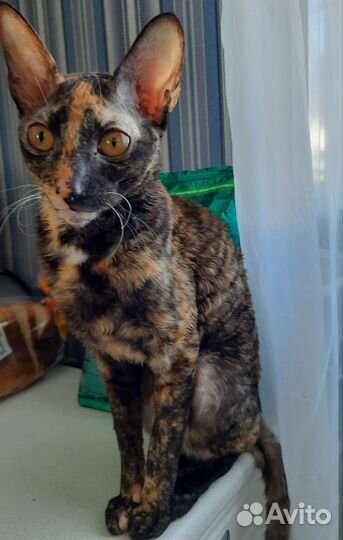 Корниш-рекс