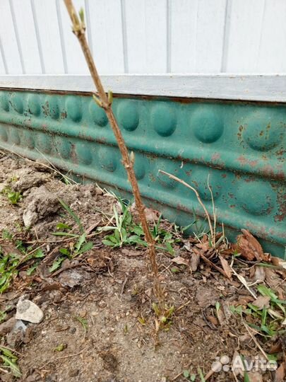 Гортензия саженцы