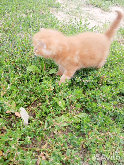 Котята в добрые руки 1 месяц