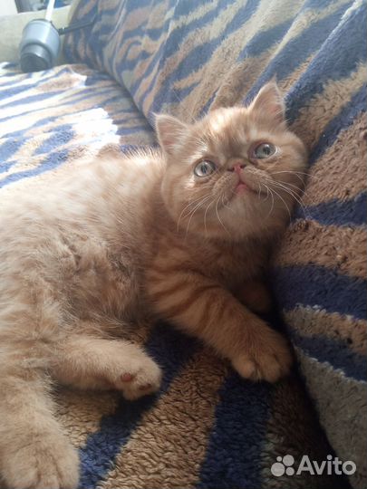 Экзотическая короткошерстная