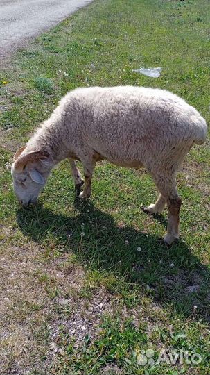 Овцы, Бараны