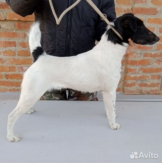 Гладкошерстный фокстерьер