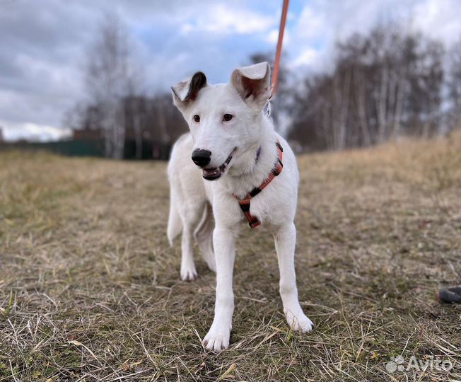 Очаровательный пёс ищет семью