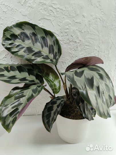 Калатея хелен кеннеди