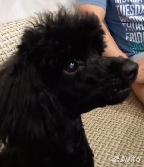 Вязка кобель пудель той