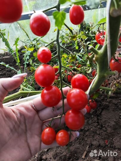 Семена помидора