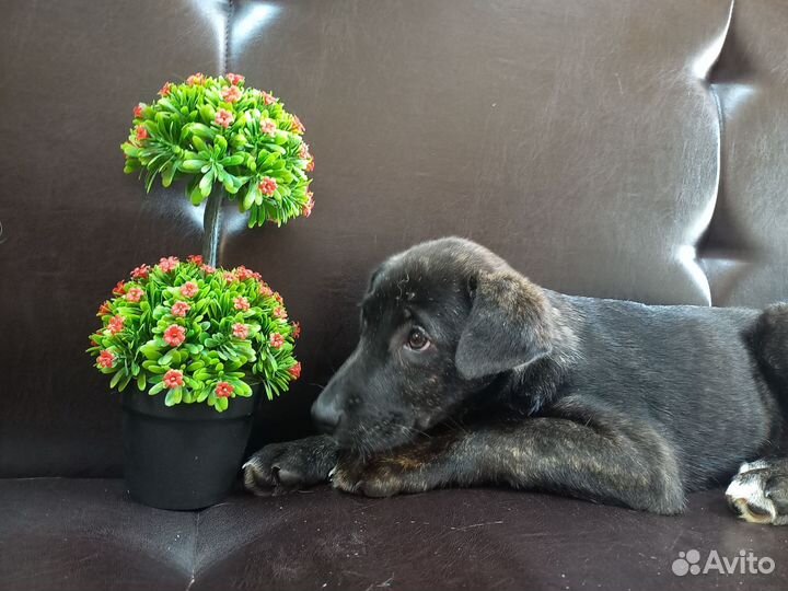 Щенулька мальчик