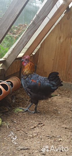 Петух чёрный оливеггер