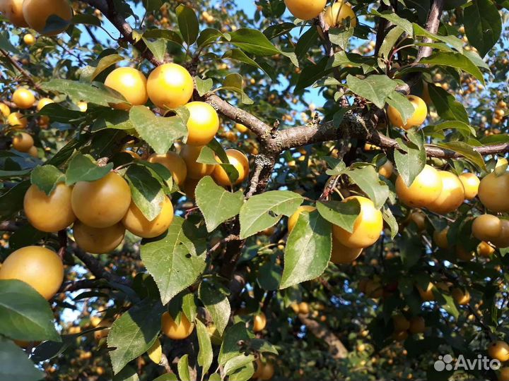 Алыча кубанская комета