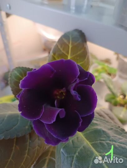 Листочки глоксинии простые колокольчики и махровая