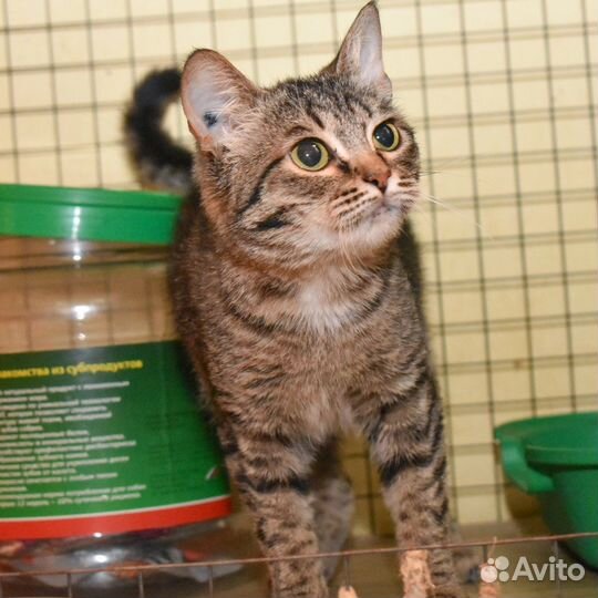 Кошка в дар